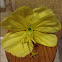 Yellow Evening Primrose