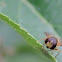 fly