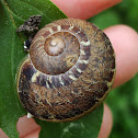 Snail / Puž