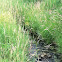 Reed canarygrass