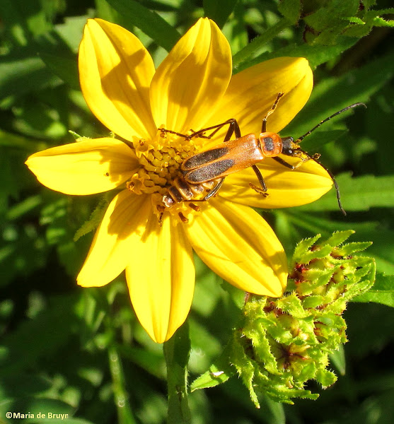 Goldenrod soldier beetle Project Noah