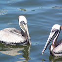 Brown Pelican