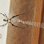 Black and Yellow Argiope Spider