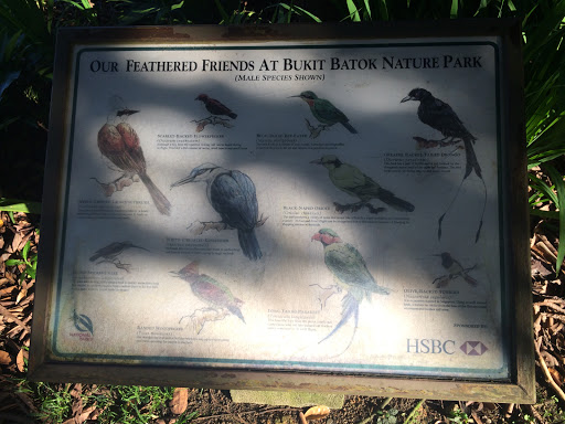 Our Feathered Friends At Bukit Batok Nature Park Board