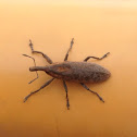 Rhubarb Weevil
