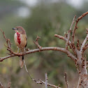 Rosy-patched Bushshrike