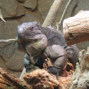 Grand Cayman Blue Iguana