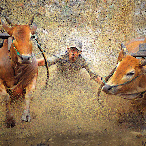 Buffalos Racing by Willy Brordus - Sports Other Sports ( racing, buffalos )