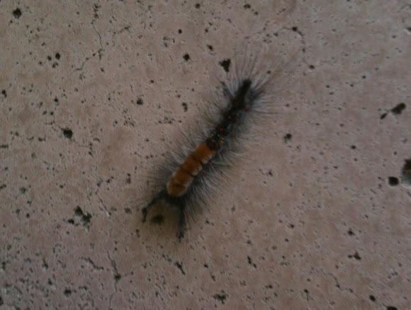 Spotting Image 1