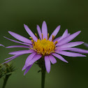 New England Aster