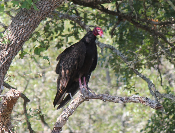 Spotting Image 1