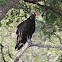 Turkey Vulture