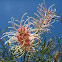 Grevillea