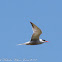 Common Tern; Charrán Común