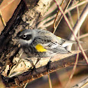 Yellow-rumped Warbler