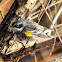 Yellow-rumped Warbler