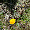 Eschscholzia californica