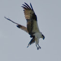 Osprey