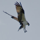 Osprey