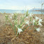 sea daffodil