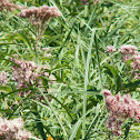 Joe-pye weed or Trumpetweed