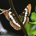 Lorquin's Admiral