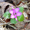 Fringed Polygala