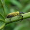 weevil