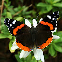 Red Admiral