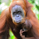 Orangutan
