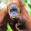 Orangutan