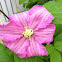 Light purple Clematis