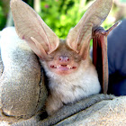 Pallid Bat