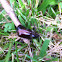 Beetle
