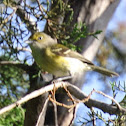 White-eyed Vireo