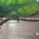 Maccoy's skink