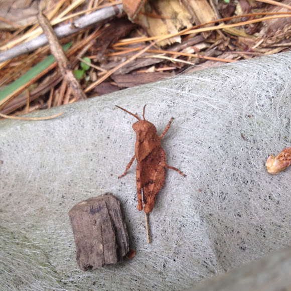 Spotting Image 1