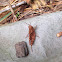 Orange Grasshopper