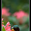 Purple-rumped Sunbird