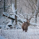 Red Deer