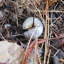 White grub worm.