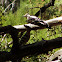Middle Spotted Woodpecker
