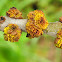 Oregon ash leaf buds