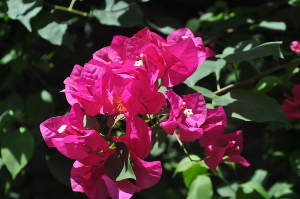 bougainvillea in rainforest