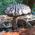 Old man of the woods