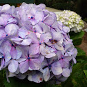 Hortensia