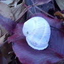 Garden Snail shell