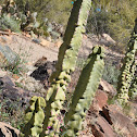 Totem Pole Cactus