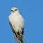 Black Winged Kite