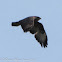 Buzzard; Ratonero Común